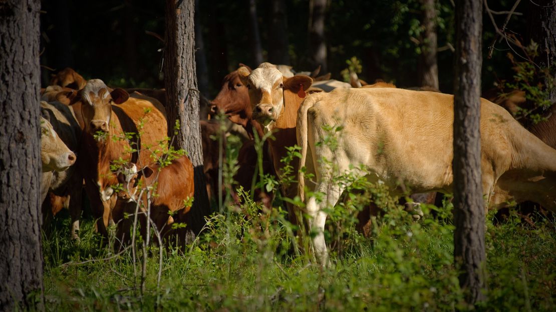 Rewilding the Field