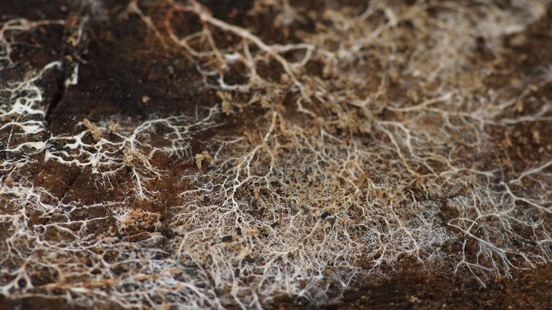 GrowGood Mycelium